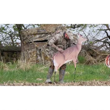 DREAMY DOE